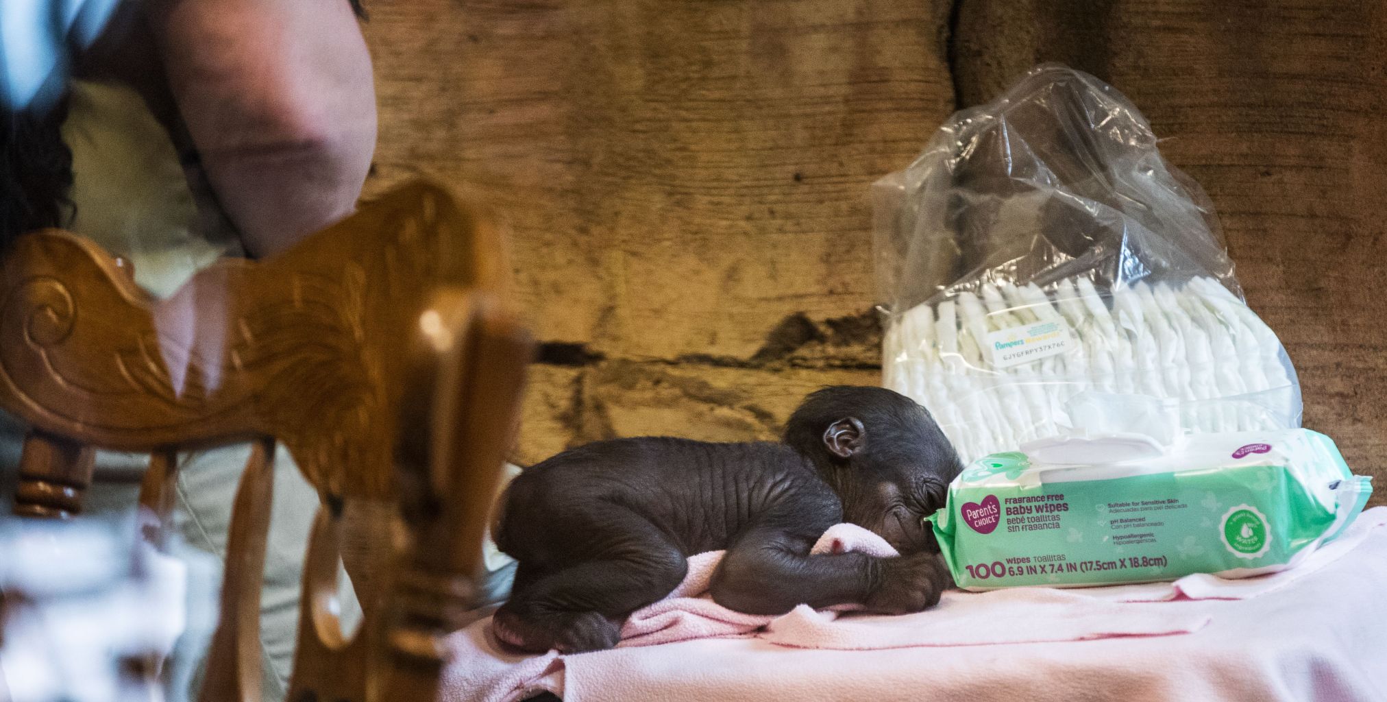 Baby gorilla debuts at Henry Doorly Zoo